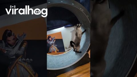 Cats Share Cat wheel.. Sorta || ViralHog