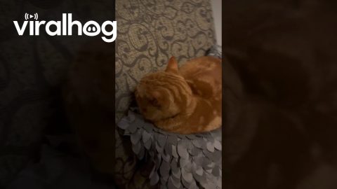 Cat Is Occupied With Staring At Nothing || ViralHog