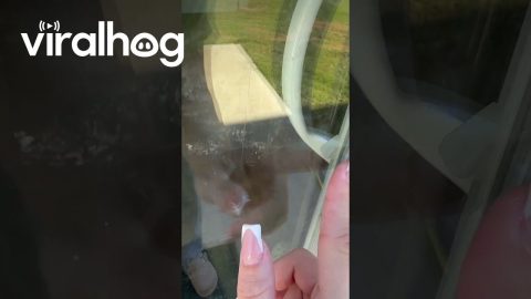 My Dog Locked Me Out of My House || ViralHog