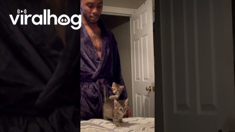 Kitten No Longer Fits In Dad's Pocket || ViralHog