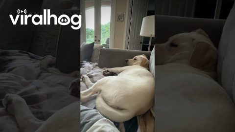 Pup's Leg Pops Up When Hand Is Near || ViralHog