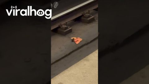 DC Metro Pizza Rat || ViralHog