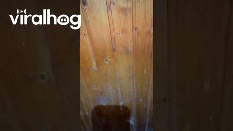 When Your Wall is Covered with Creepy Crawlies || ViralHog