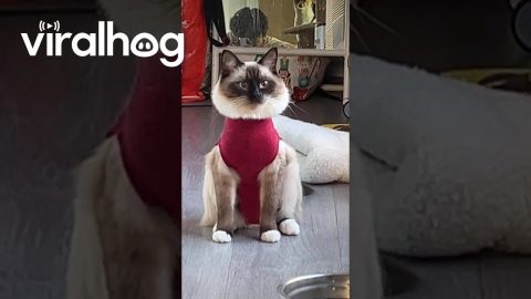 Surgery Suit Changes Cat's Silhouette || ViralHog