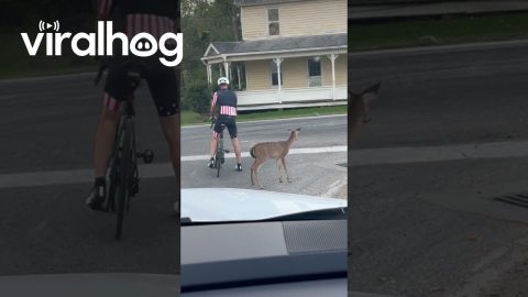 Baby Deer Follows Cyclist Down the Road || ViralHog