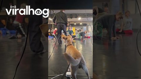 Canine Choreographer || ViralHog