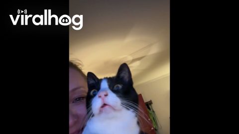 Cat Discovers Video Games After Anesthesia || ViralHog