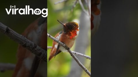Allen's Hummingbird Preening || ViralHog