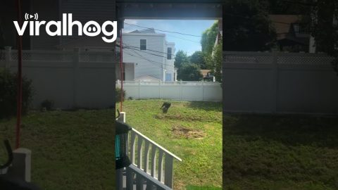 Dog Entertains Himself With the Zoomies || ViralHog