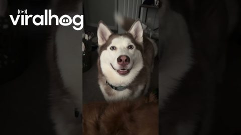 Husky Sneezes and Says I Love You || ViralHog