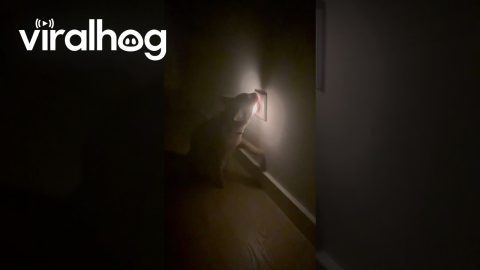 Orange Cat Tries to Eat a Nightlight || ViralHog