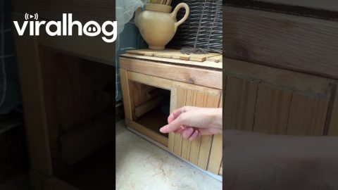 Knock Knock Angry Cat || ViralHog