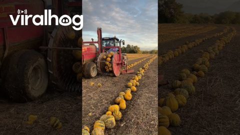 Pumpkin Harvesting || ViralHog
