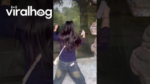 Playful Lioness Mirrors Jumping Movements || ViralHog