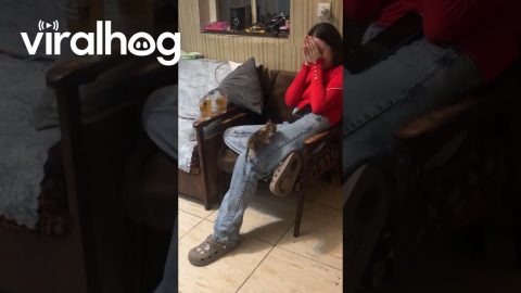 Little Kitten Climbs up Legs || ViralHog