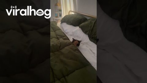 Naughty Cat Tucks Herself Into Bed || ViralHog
