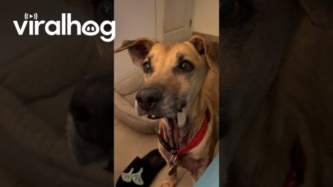 Senior Doggy Shows Off Buck Teeth || ViralHog