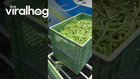 Green Beans Harvesting || ViralHog