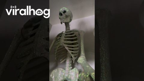 Rhinestone 12-Foot Skeleton || ViralHog