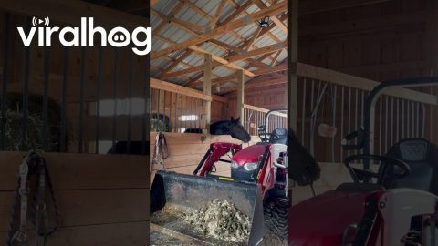 Horse Pulls Lever and Dumps Bucket || ViralHog