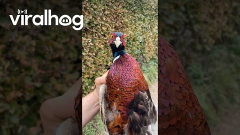 Pheasant Dance Fun || ViralHog