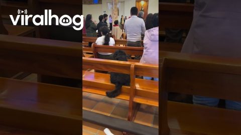 Dog Enjoys the Music at Mass || ViralHog