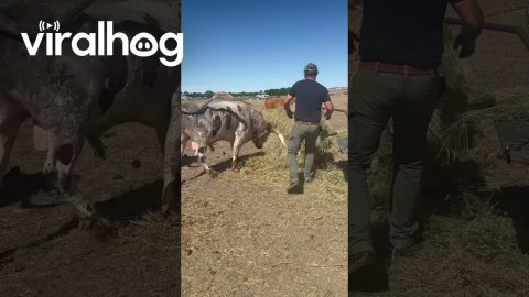 Samson the Longhorn Salad Tossing Bull || ViralHog