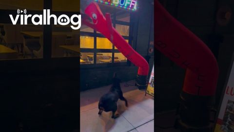 Rottweiler Plays With Wacky Waving Tube Man || ViralHog