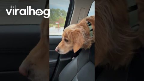 Dog Smells Meat Nearby || ViralHog