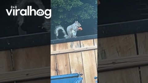 Squirrel Hits the Jackpot With a Chicken Wing || ViralHog