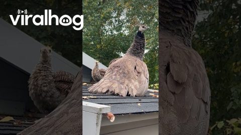 Baby Peacock Peek-a-Boo || ViralHog