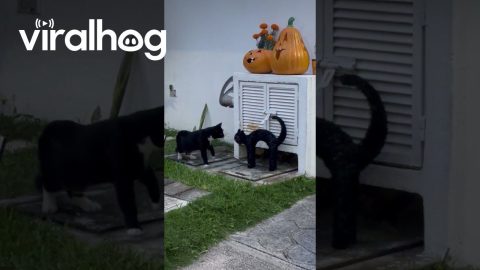 Cat Decor Spooks Real Kitty || ViralHog