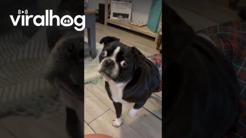 Dog Reacts to My Cheesy Joke || ViralHog