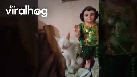 Cat Sleeps Upright at an Altar || ViralHog