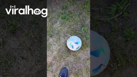 New Ball Didn't Last || ViralHog