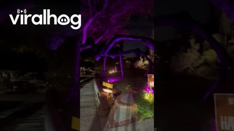 Neighbor’s Amazing Stranger Things Halloween Decorations || ViralHog
