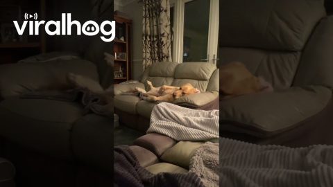 When the £100 Bed Just Doesn't Cut It || ViralHog