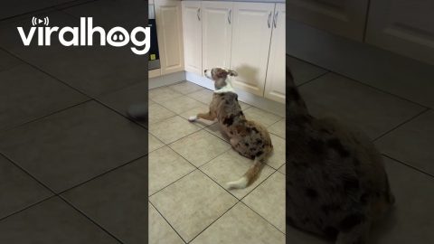 My Dog Doesn't Like Creed || ViralHog