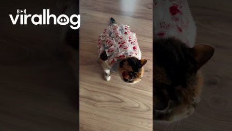 Cat in Raffaello Suit || ViralHog