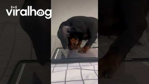 Dachshund Chases Digital Ball || ViralHog
