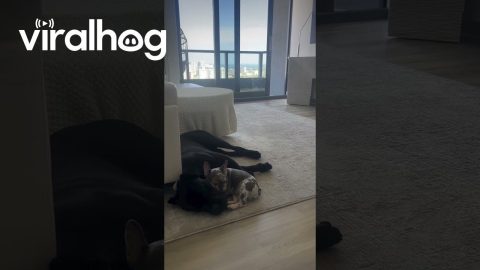 Lil Frenchie and Big Large Cane Corso Snuggle || ViralHog