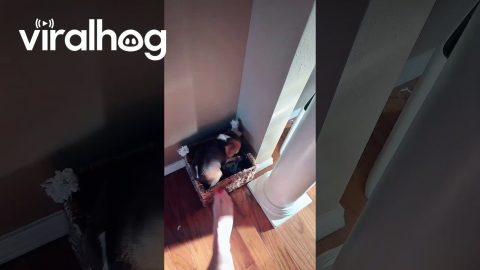 Owner Panics as Dog Chases Rat || ViralHog