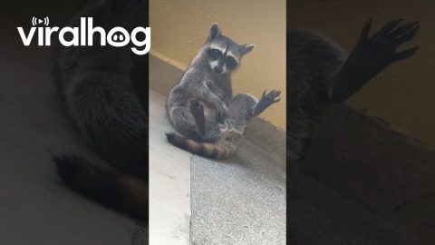 Not So Innocent Raccoon || ViralHog