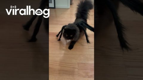 Persian Cat's Spooky Spider Costume || ViralHog