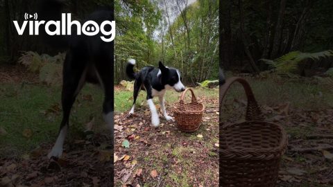 Spaniel Takes Collie's Collected Chestnuts || ViralHog