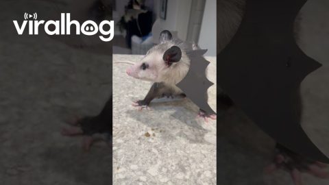 Pepper in the Halloween Spirit || ViralHog