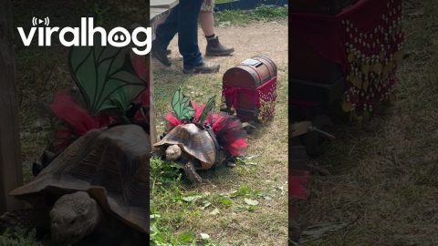 Fundraising Tortoise Fairy Takes A Lunch Break || ViralHog