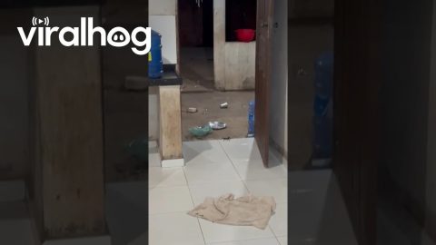 Big Spider Gets in as Mom Tries to Close the Door || ViralHog