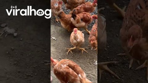 Demi Lovato Chicken || ViralHog
