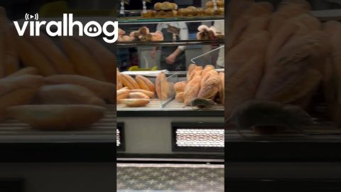 Rat Climbs Inside Bakery Display Case || ViralHog
